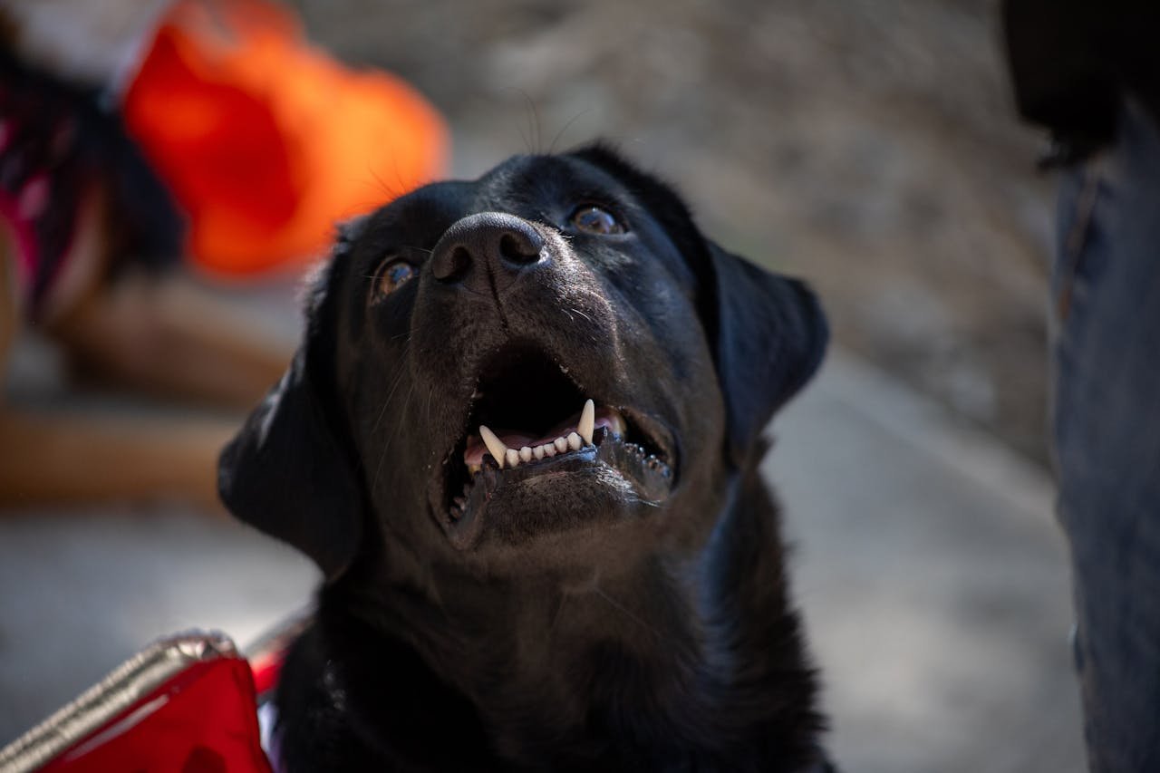 Close-up of a black Labrador Retriever looking upwards with mouth open outdoors.