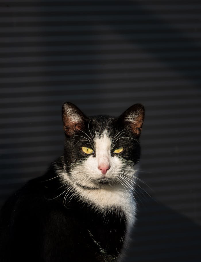 close-up-of-black-and-white-cat-in-sunlight-34573799