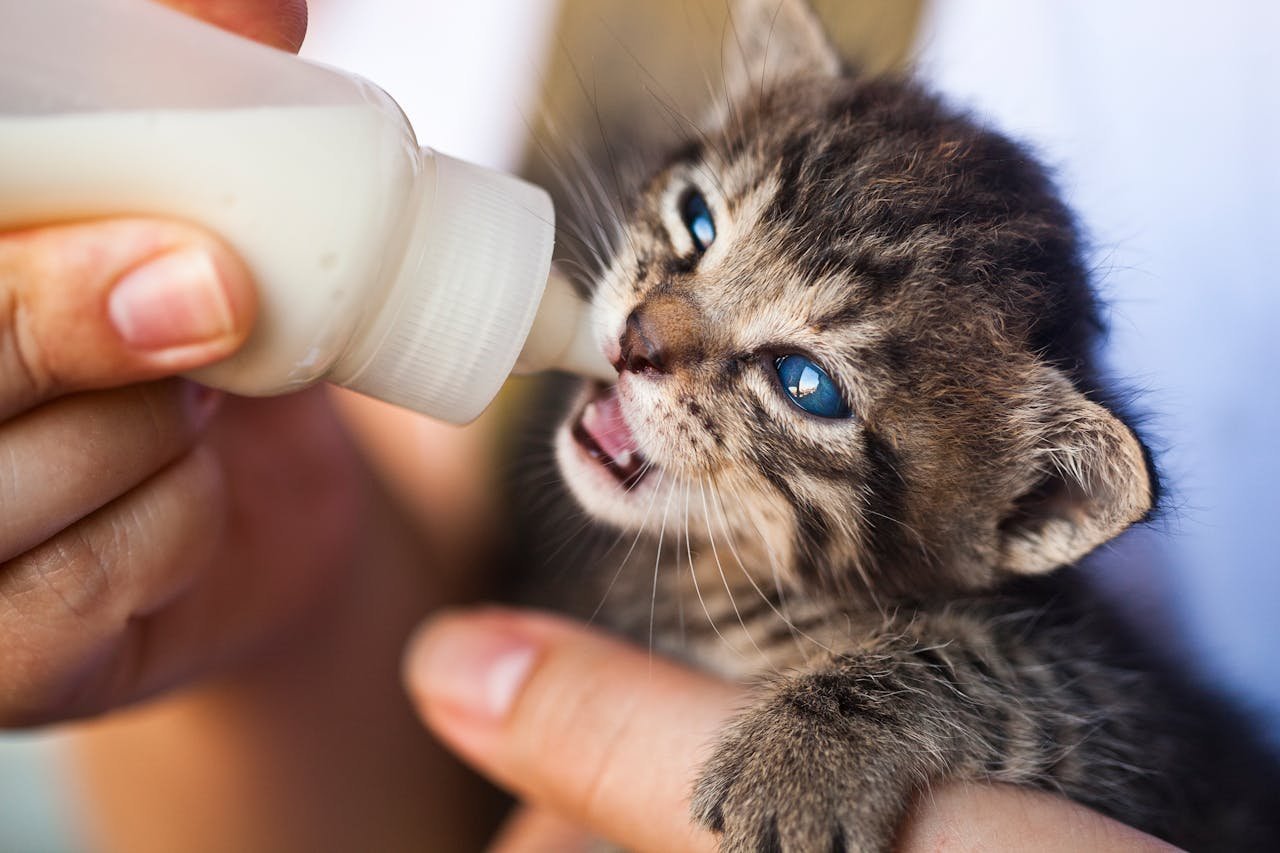 Close-up of a hand feeding milk to a tiny tabby kitten with blue eyes.