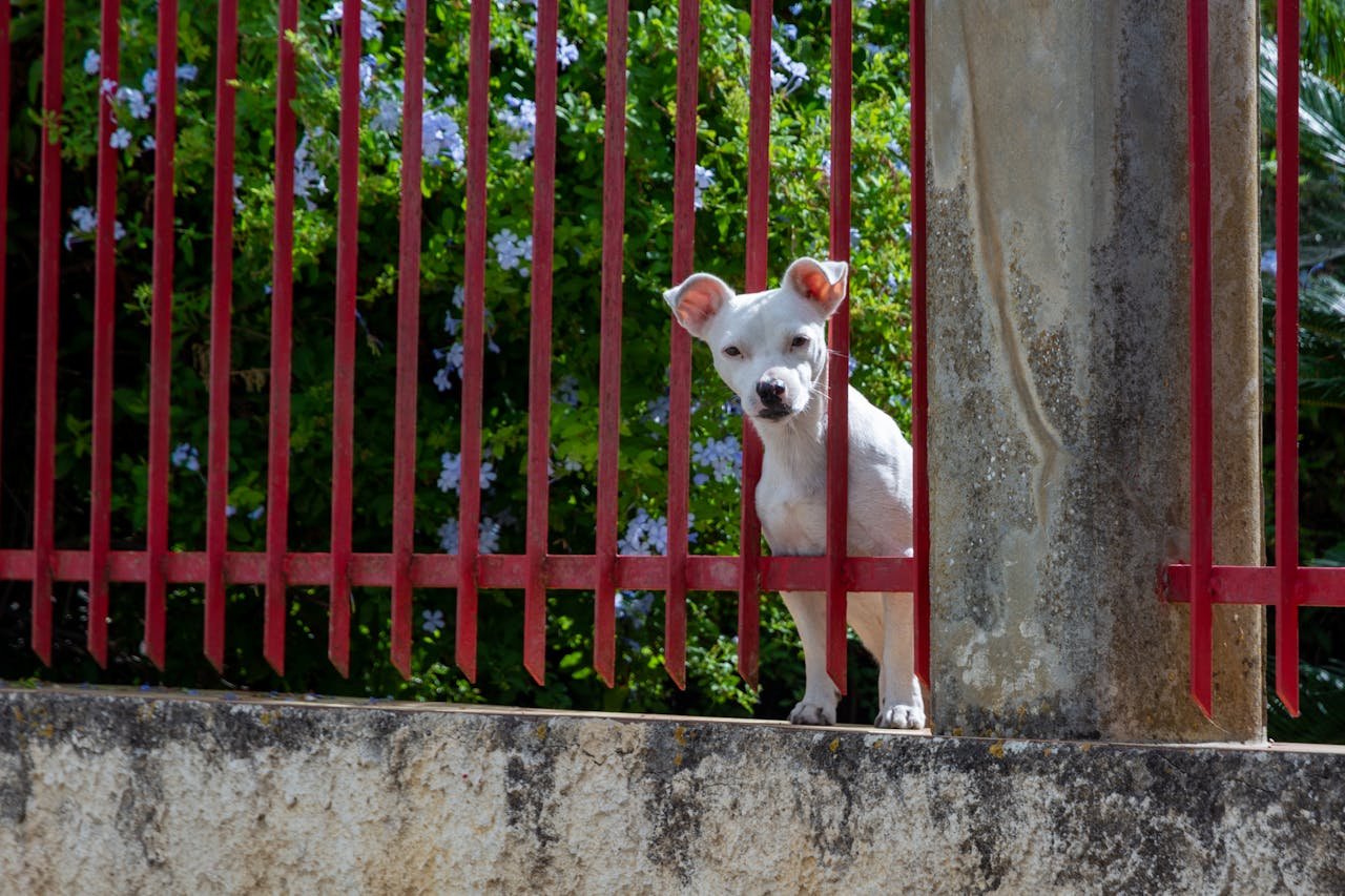 A white dog peering curiously through a red fence on a sunny day.