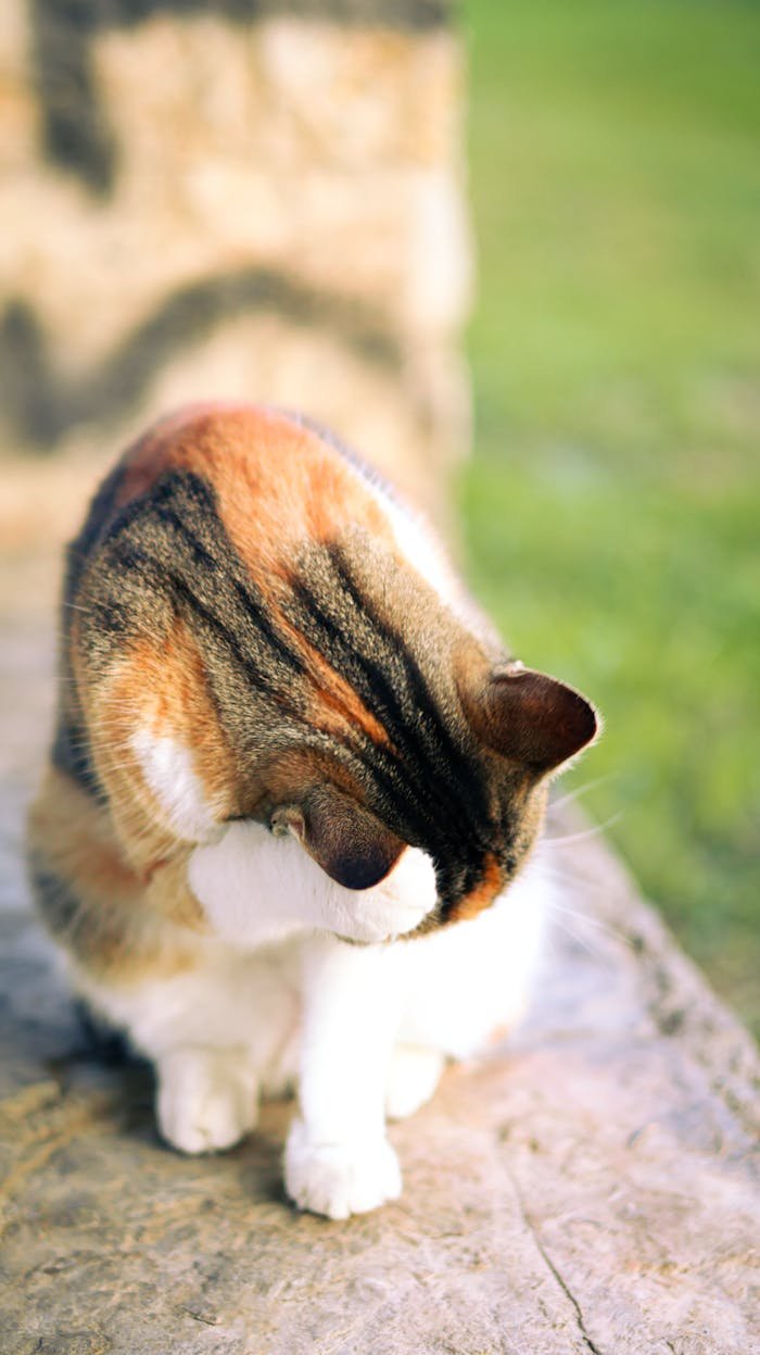 Adorable calico cat grooming on a sunny day outdoors. Perfect for pet-themed projects.