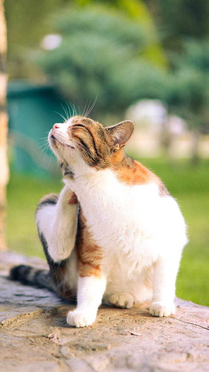 Adorable white and brown cat scratching itself while sitting on a sunny day outdoors.