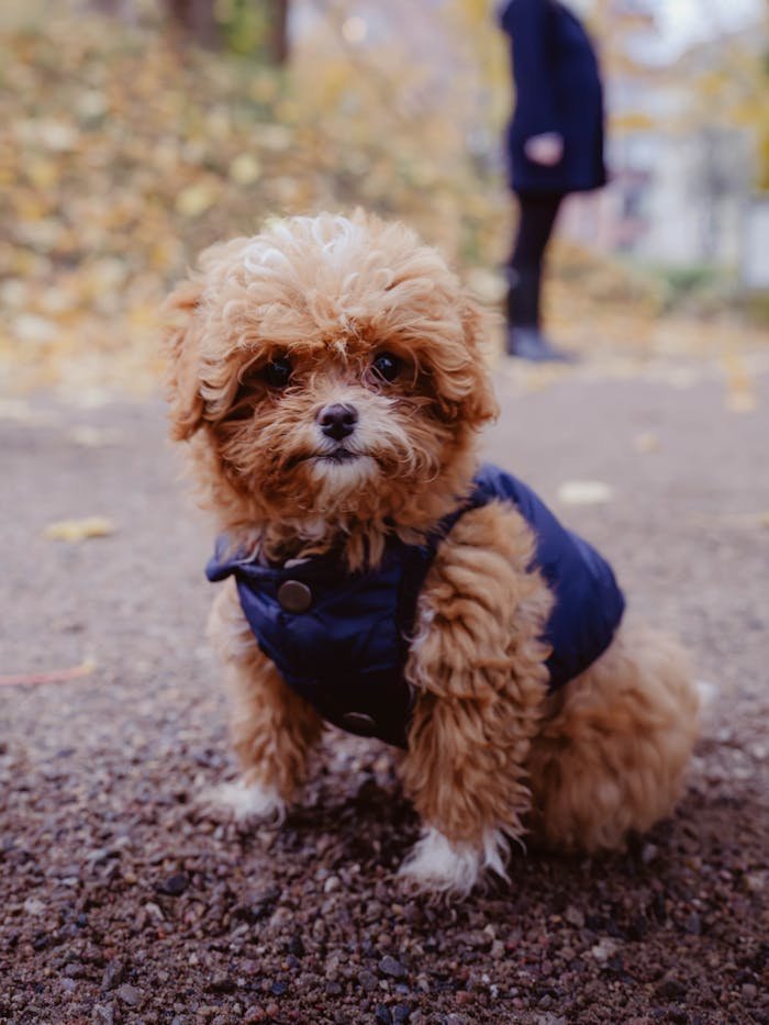 cute-fluffy-puppy-in-jacket-on-autumn-day-34584041
