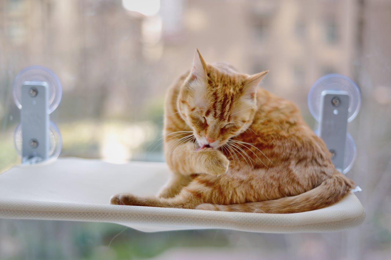 Captivating image of an orange tabby cat grooming on a sunny window perch.