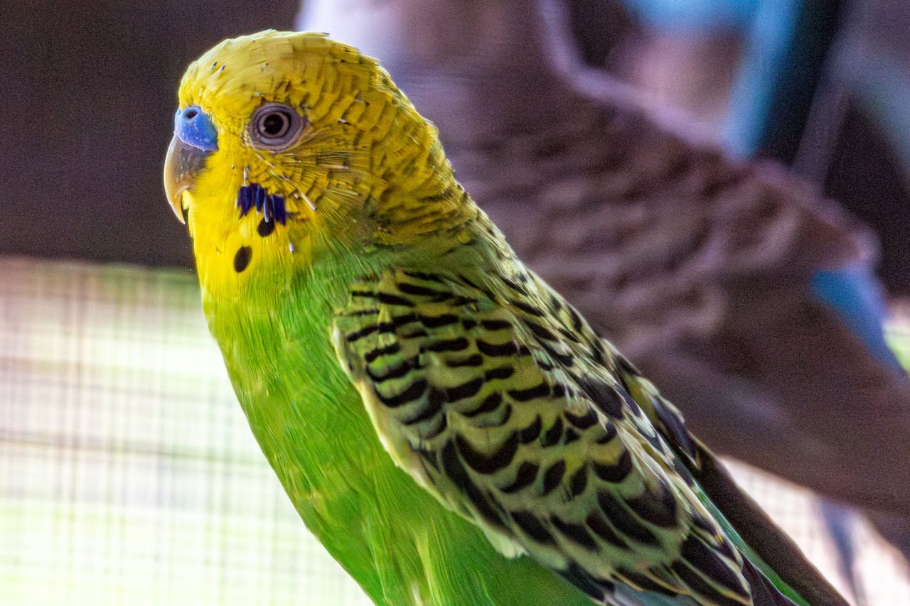 vivid-green-and-yellow-budgerigar-close-up-34595981
