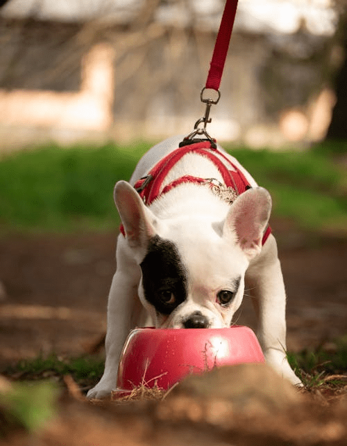 puppy feeding 6 to 12 months uk 2026
