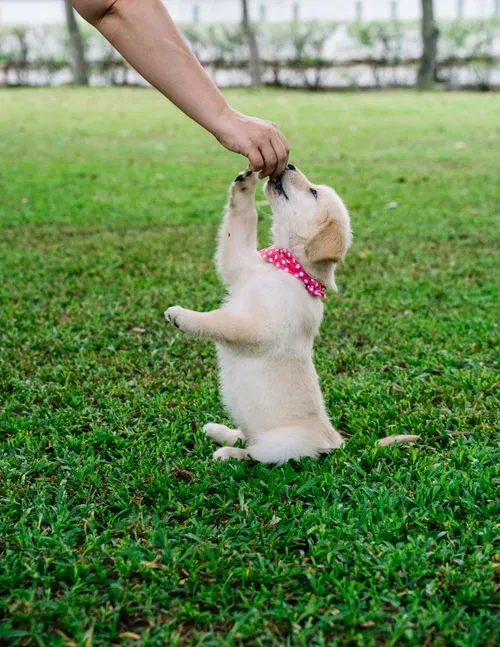 owner giving treat to Labrador puppy during training following 90/10 rule for puppy nutrition UK