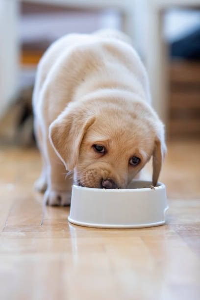 Golden Labrador puppy eating from a bowl to answer how much should i feed my puppy according to UK guidelines