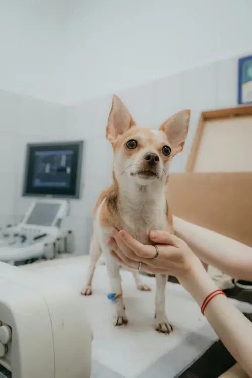 puppy body condition score vet check uk
