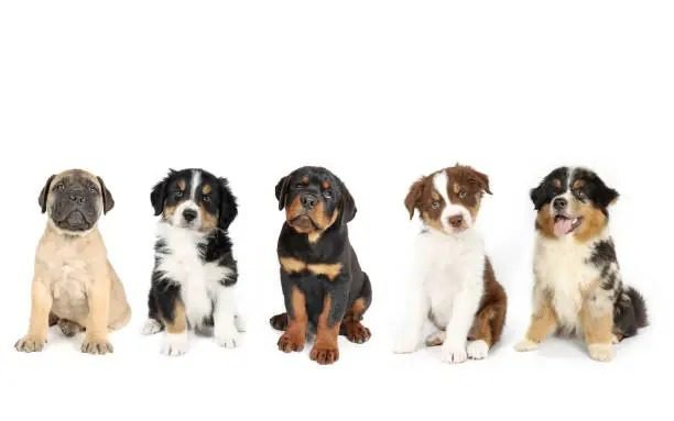 Different Puppy Breeds Feeding Amounts UK