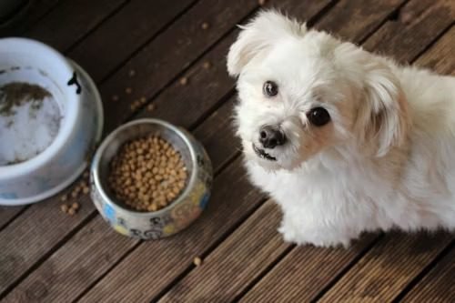Small white fluffy puppy waiting beside empty and full food bowls to illustrate toy breed feeding schedules and low blood sugar risks