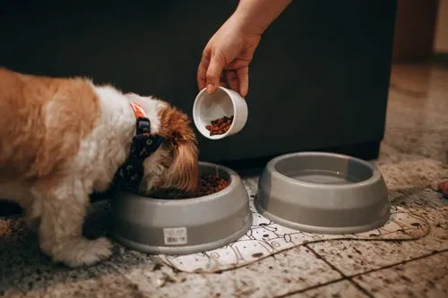 owner feeding puppy kibble from bowl following UK vet recommended puppy feeding schedule by age