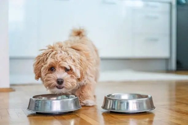why puppy nutrition is different from adult dog food uk