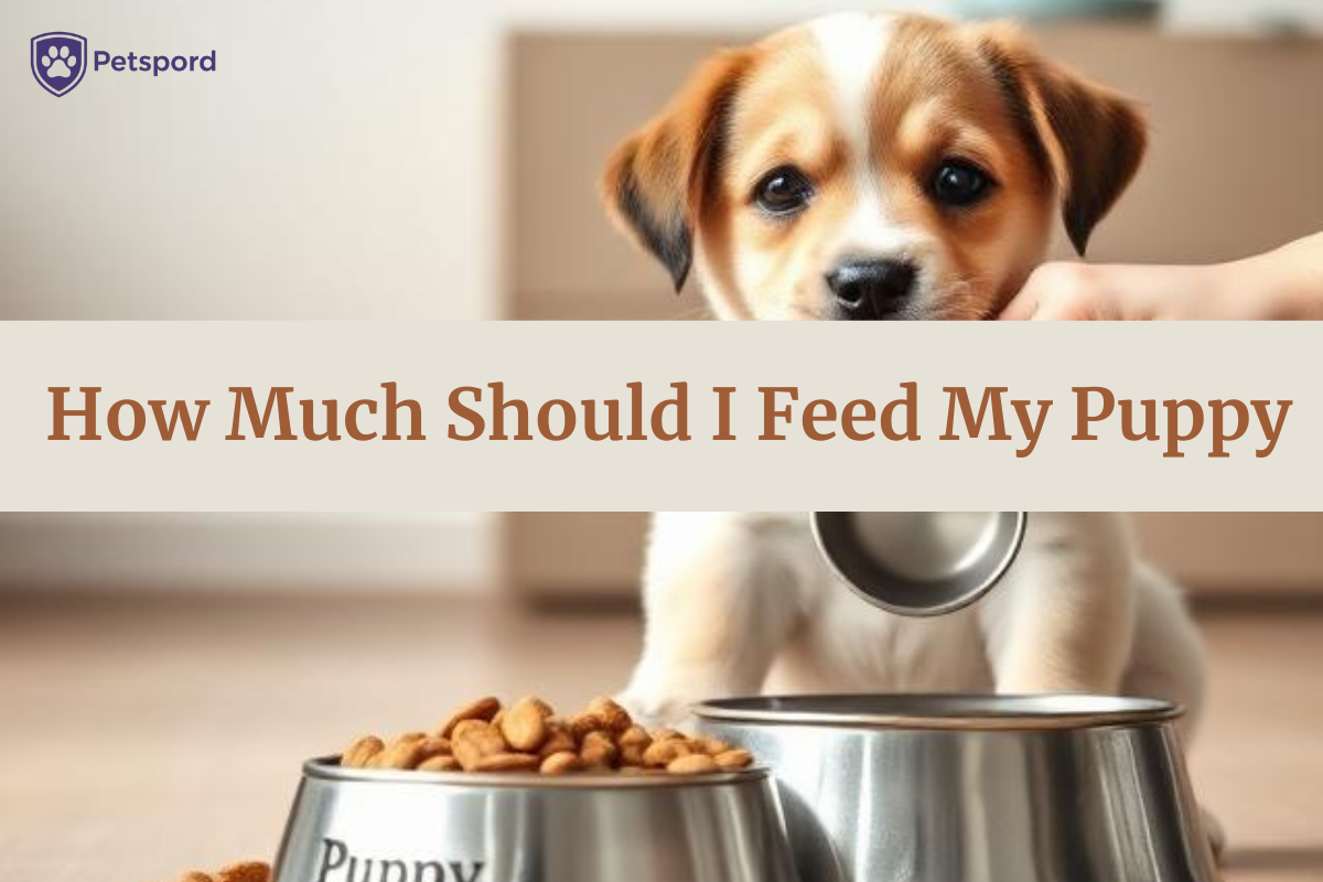 How Much Should I Feed My Puppy? -Feeding PUPPY