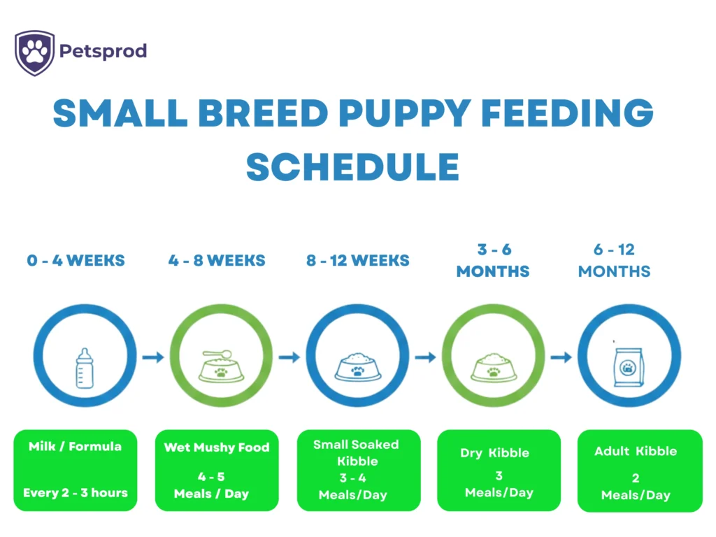 Small breed puppy feeding schedule infographic showing 5 stages from 0 to 12 months including milk formula, wet mushy food, soaked kibble, dry kibble and adult kibble with meals per day