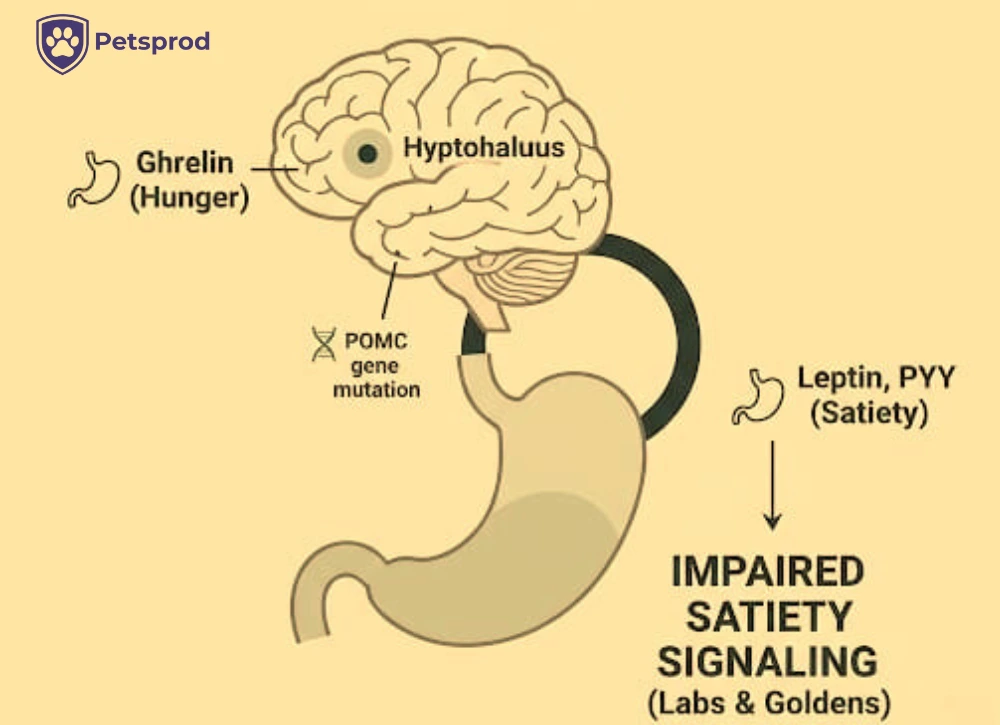 Diagram showing how POMC gene mutation disrupts satiety signaling in Labrador and Golden Retrievers causing constant hunger