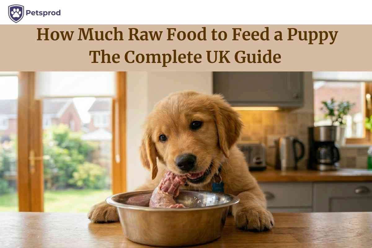 8-week UK golden retriever puppy eating raw chicken neck from steel bowl - how much raw food to feed a puppy guide