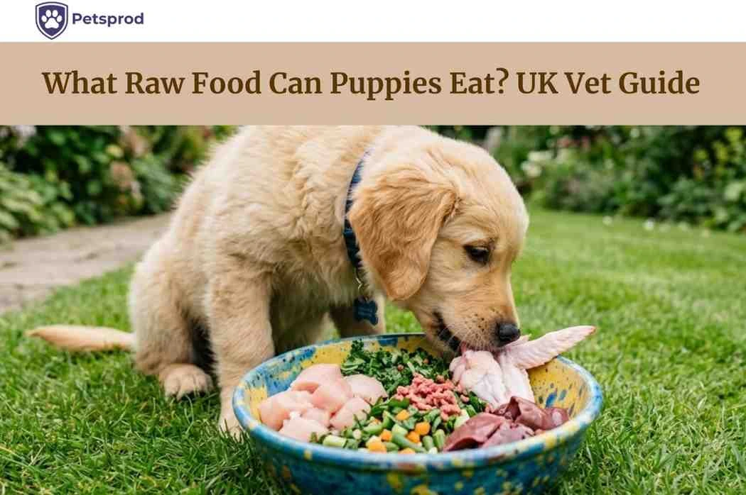 golden retriever puppy eating raw food from bowl with meat bones and vegetables UK