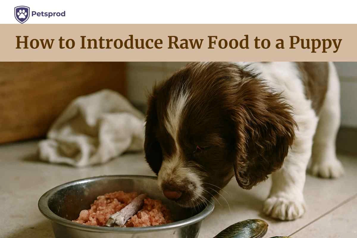 how to introduce raw food to a puppy — springer spaniel puppy eating raw minced chicken from steel bowl with green-lipped mussels on kitchen floor
