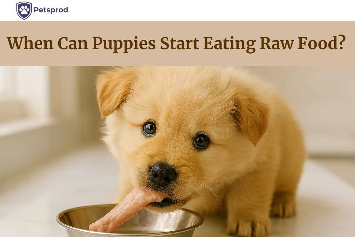 golden retriever puppy eating chicken wing tip from steel bowl - when can puppies start eating raw food UK