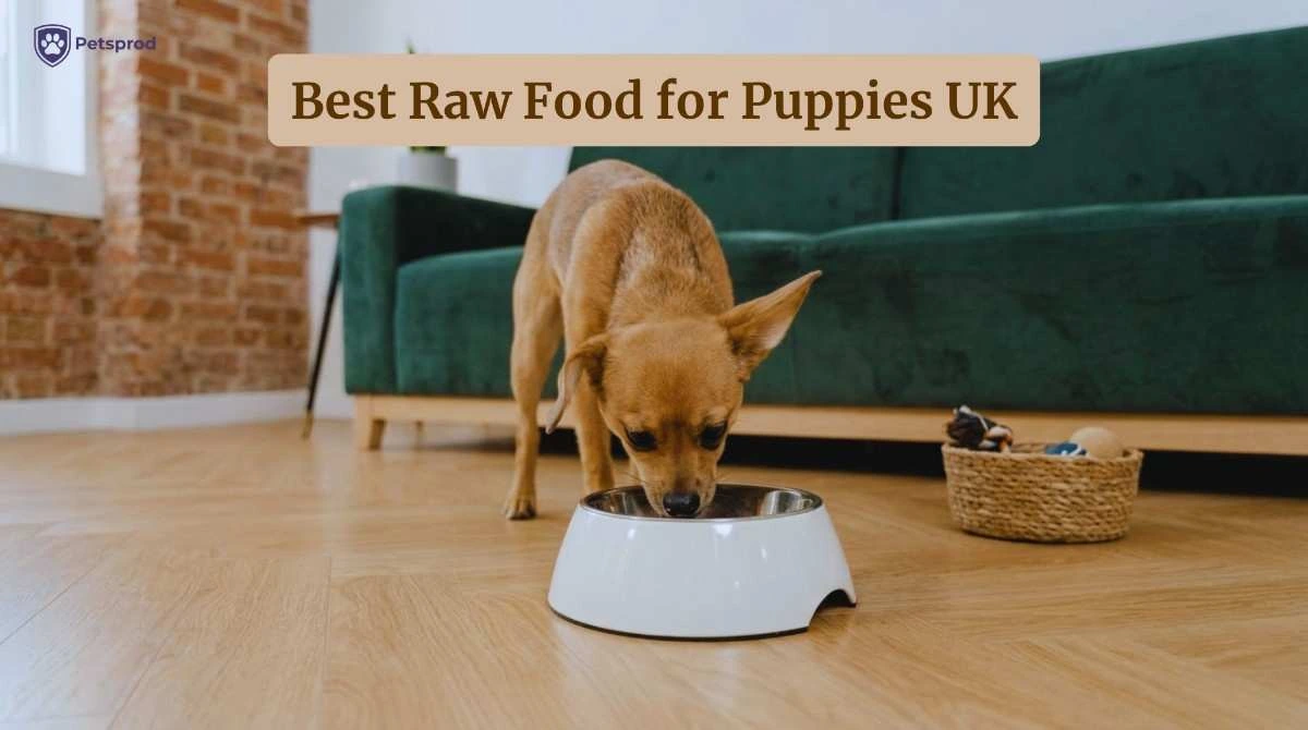 Chihuahua puppy eating from stainless steel bowl: the best raw food for puppies in the UK
