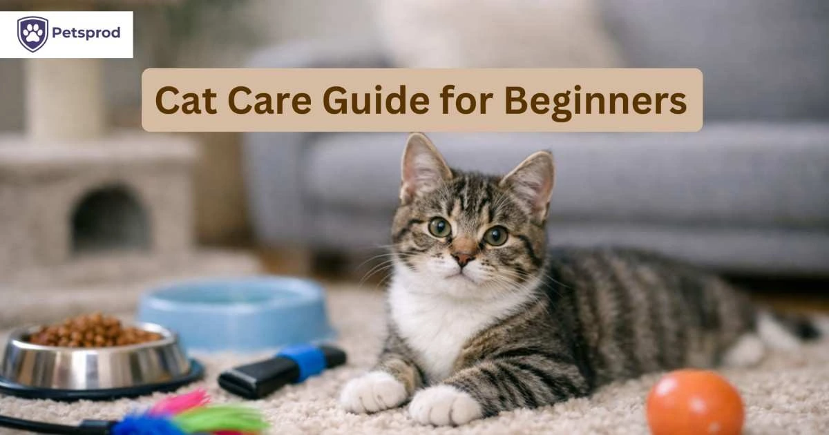 Cat Care Guide for Beginners: The Stress-Free First-Time Owner's Playbook