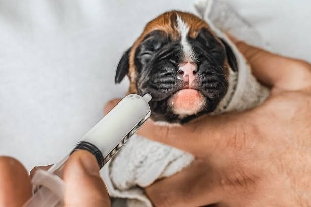 How to Treat Hypoglycemia in Puppies at Home A small puppy wrapped in a warm towel being gently given oral glucose or supplement with a syringe during a home hypoglycemia treatment.