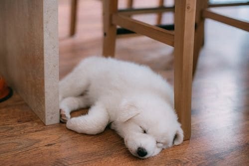 A small white toy breed puppy lying lethargic on a wooden floor, illustrating early clinical symptoms of juvenile hypoglycemia and low blood sugar.