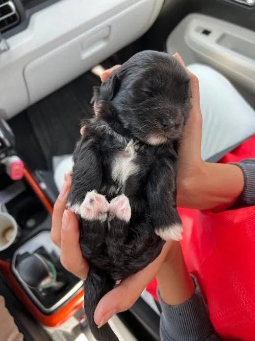 signs of overfeeding newborn puppy uk 2026