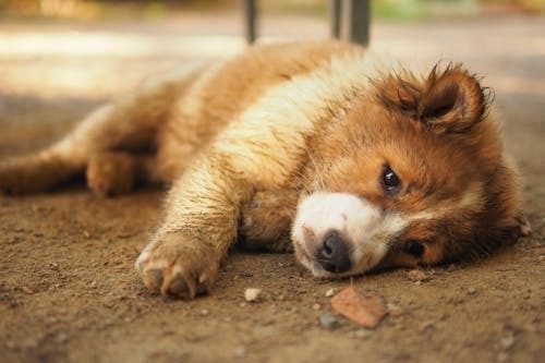 overfeeding puppy diarrhoea symptoms uk 2026