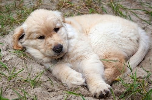 overfeeding puppy symptoms uk 2026