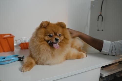 puppy vet check overfeeding signs uk 2026