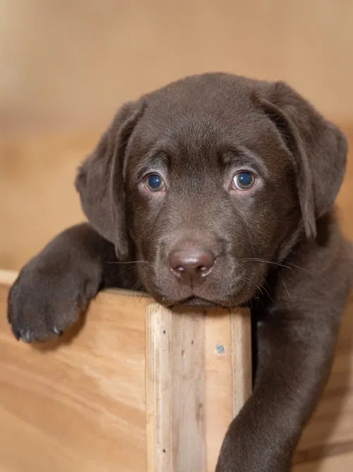 chocolate labrador puppy weight chart age 8 weeks UK