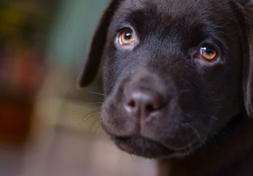 labrador puppy weight chart kg by age male female UK