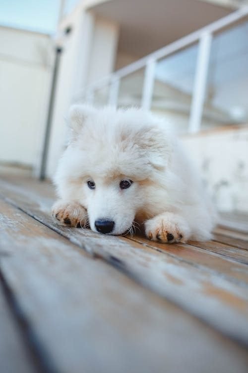 A sad white puppy looking unwell due to puppy diarrhoea symptoms.