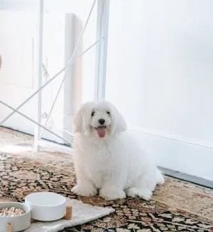 Puppy not eating much but acting normal sitting next to food bowl