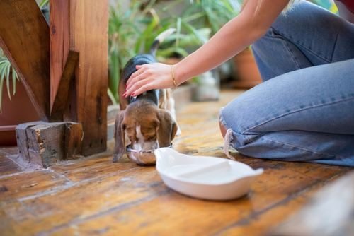 Owner encouraging puppy to eat from bowl during mealtime routine