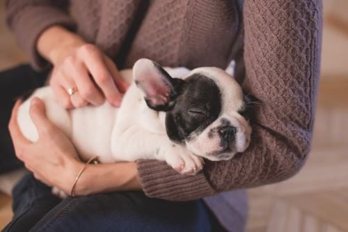 A tired French Bulldog puppy sleeping deeply in the arms of its owner.