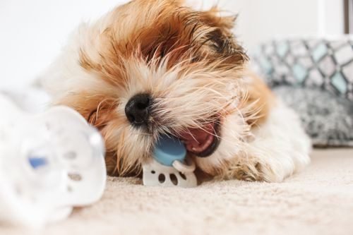 4 month old puppy chewing toy during teething phase causing reduced appetite