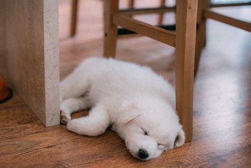 white puppy sleeping a lot on home floor uk