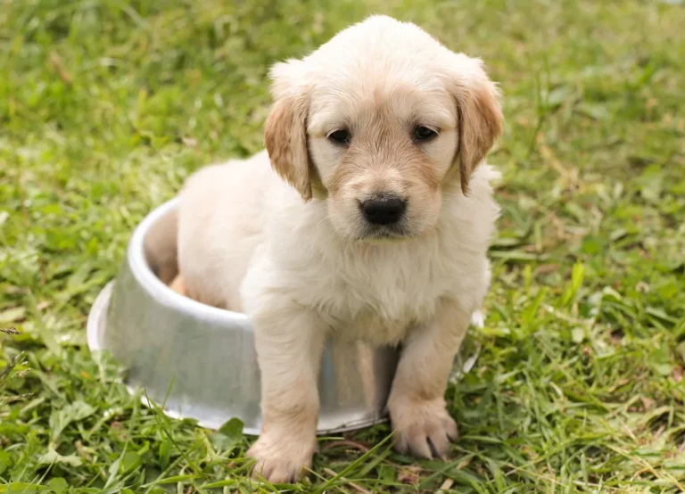 Golden Retriever puppy sitting inside a metal food bowl on grass, representing the early feeding stage where large breed puppy nutrition needs are highest