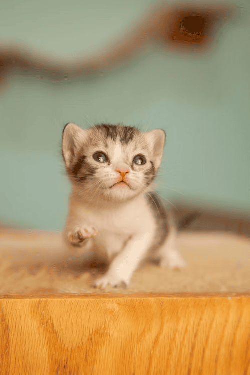 Young kitten lapping soft wet food from a shallow saucer on a floor mat