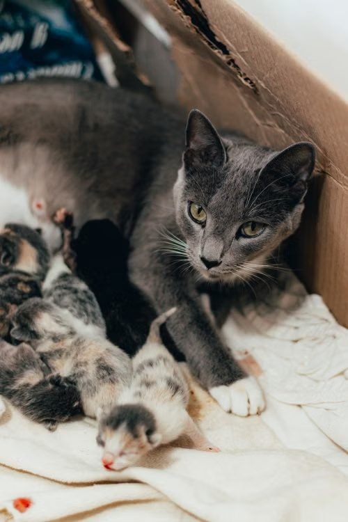 Mother cat nursing newborn kittens in a nesting box