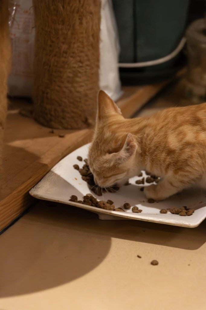 Kitten eating dry food from a plate