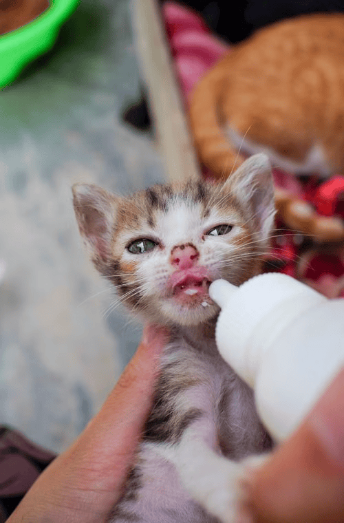 Hand rearing kitten being bottle fed with kitten milk replacer