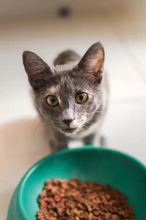 Grey kitten looking up at the camera beside a bowl of dry food
