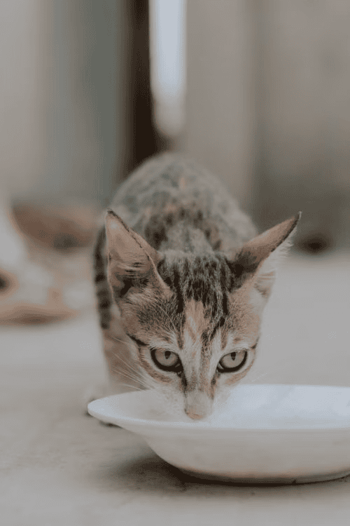 Kitten eating wet food from a bowl
