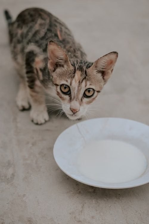 A young kitten drinking milk from a white ceramic bowl on the floor.