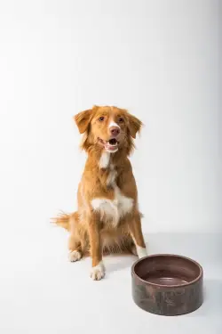 Adult dog sitting beside an empty food bowl