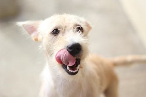 Adult dog licking its nose before a meal